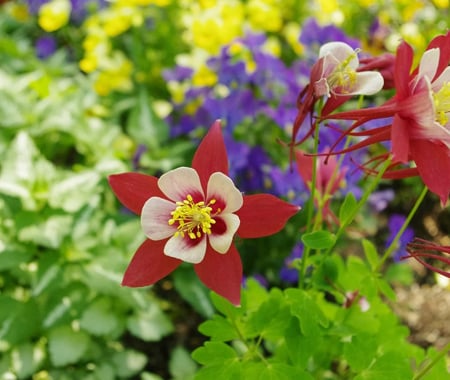 Fire pit installation