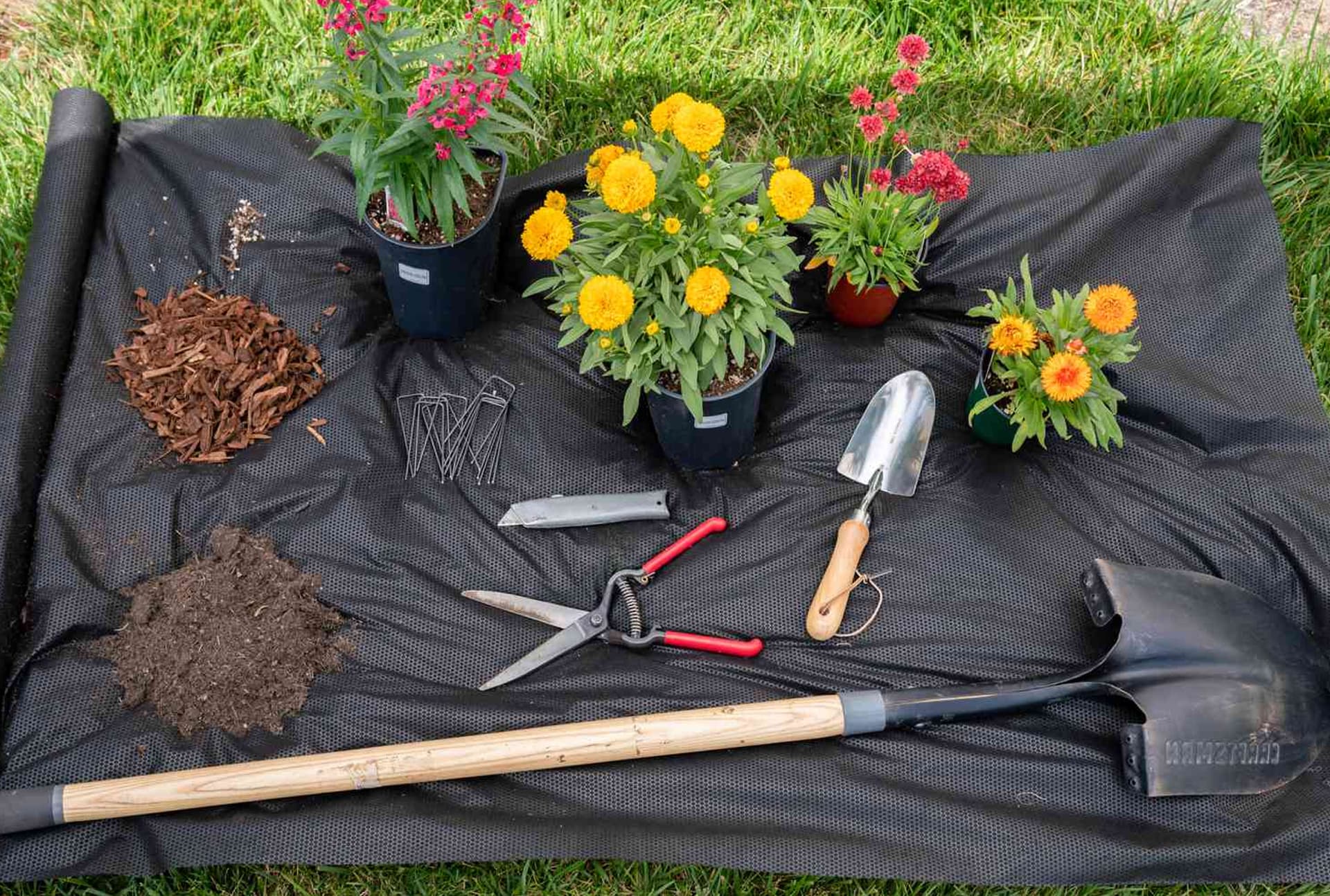 Lawn Health & Protection project 5