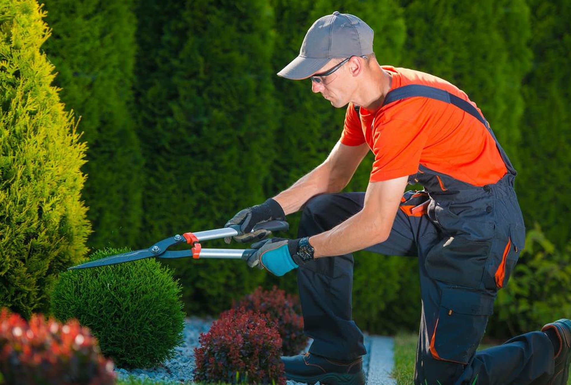 Lawn Health & Protection project 6