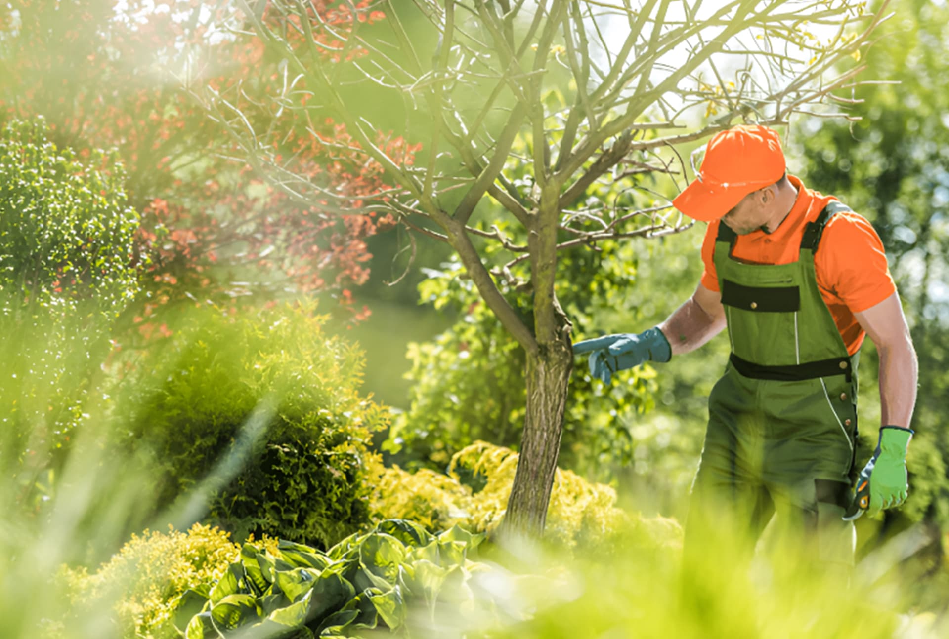 Lawn Health & Protection project 7