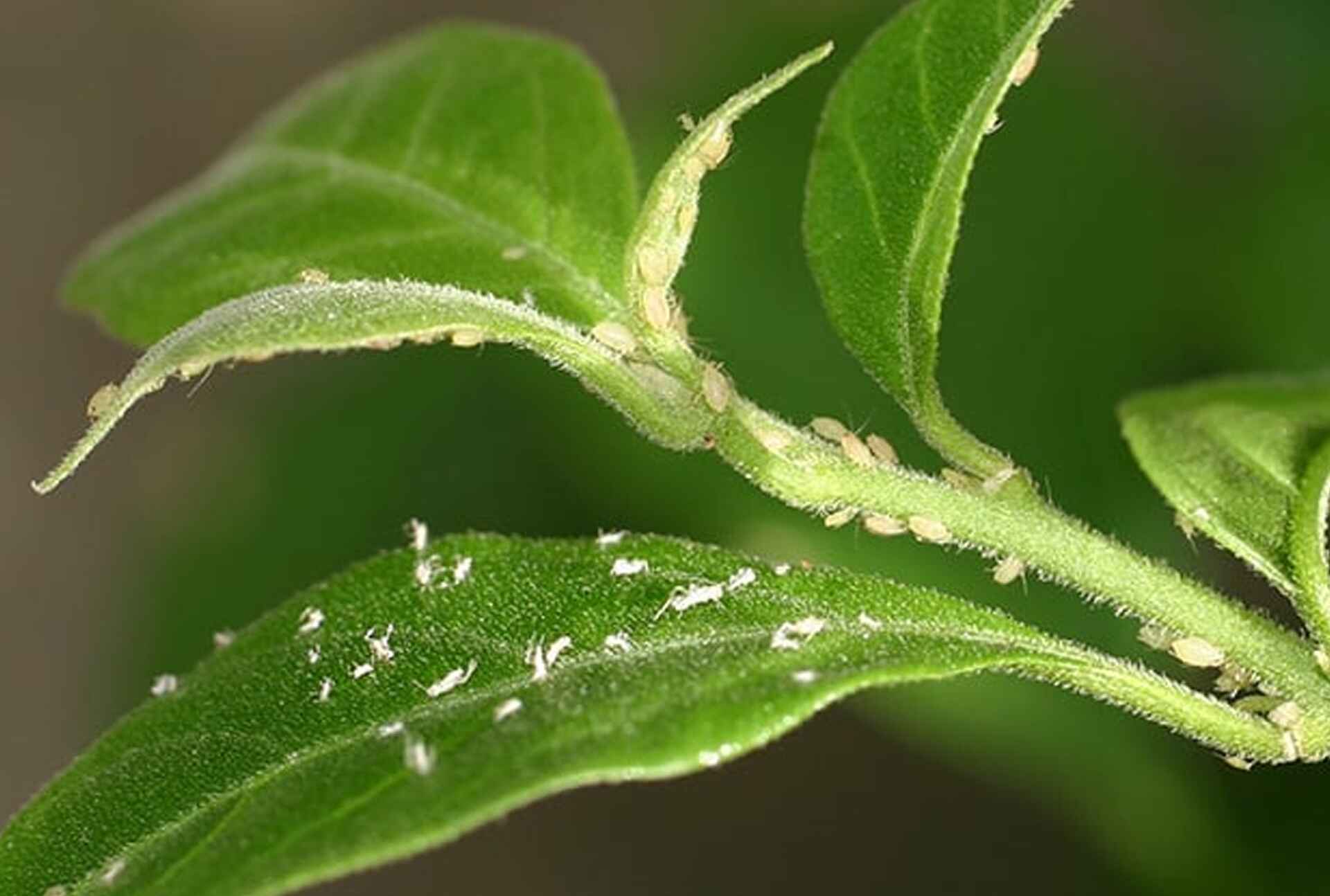 Professional Landscaping & Lawn Care Services in Georgia